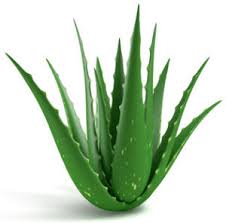 Aloe Vera o sabila es la planta milagrosa